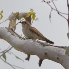 Chrysococcyx basalis at Molonglo River Reserve - 6 Feb 2024