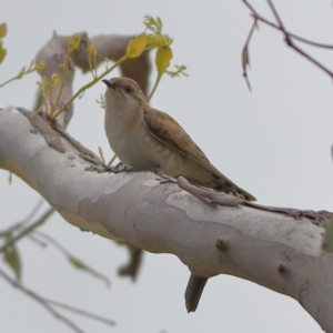 Chrysococcyx basalis at Molonglo River Reserve - 6 Feb 2024