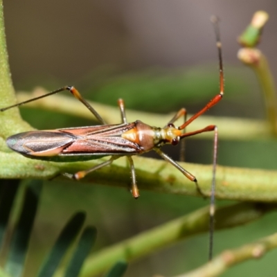 Rayieria acaciae (Acacia-spotting bug) at O'Connor, ACT - 6 Feb 2024 by DianneClarke