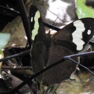 Heteronympha mirifica at Macquarie Pass - 7 Feb 2024 09:58 AM