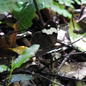 Heteronympha mirifica at Macquarie Pass - 7 Feb 2024