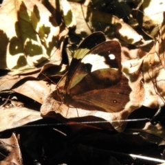 Heteronympha mirifica at Macquarie Pass - 7 Feb 2024 09:58 AM