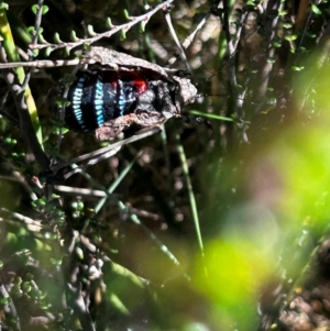 Acripeza reticulata at Namadgi National Park - 7 Feb 2024 11:39 AM