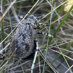 Acripeza reticulata at Namadgi National Park - 7 Feb 2024 11:39 AM