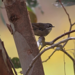 Sericornis frontalis (White-browed Scrubwren) at Kama - 6 Feb 2024 by MichaelWenke