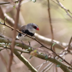 Stagonopleura guttata (Diamond Firetail) at Molonglo River Reserve - 6 Feb 2024 by Trevor