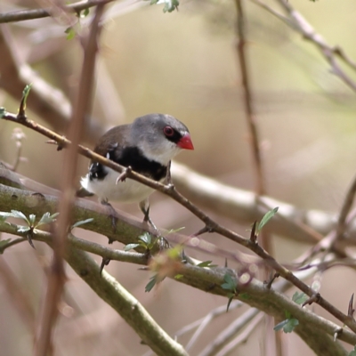 Stagonopleura guttata (Diamond Firetail) at Kama - 6 Feb 2024 by Trevor