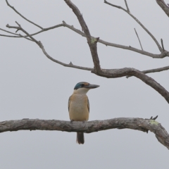 Todiramphus sanctus (Sacred Kingfisher) at Molonglo River Reserve - 6 Feb 2024 by MichaelWenke