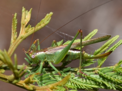 Conocephalomima barameda (False Meadow Katydid, Barameda) at Dryandra St Woodland - 7 Feb 2024 by DianneClarke