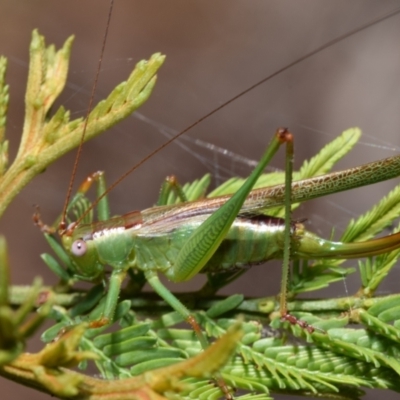 Conocephalomima barameda (False Meadow Katydid, Barameda) at Dryandra St Woodland - 7 Feb 2024 by DianneClarke