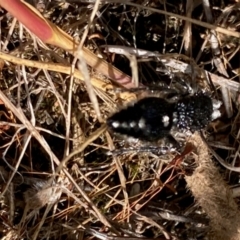 Bothriomutilla rugicollis (Mutillid wasp or velvet ant) at Yarralumla, ACT - 7 Feb 2024 by NickiTaws