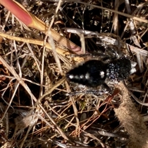 Bothriomutilla rugicollis at National Arboretum Woodland - 7 Feb 2024