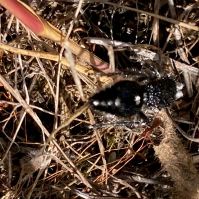 Bothriomutilla rugicollis (Mutillid wasp or velvet ant) at Yarralumla, ACT - 7 Feb 2024 by NickiTaws