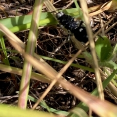 Bothriomutilla rugicollis at National Arboretum Woodland - 7 Feb 2024