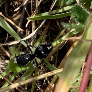 Bothriomutilla rugicollis at National Arboretum Woodland - 7 Feb 2024 04:15 PM