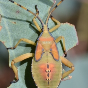 Amorbus rubiginosus at Dryandra St Woodland - 7 Feb 2024 11:16 AM