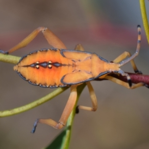 Amorbus rubiginosus at Dryandra St Woodland - 7 Feb 2024 11:16 AM