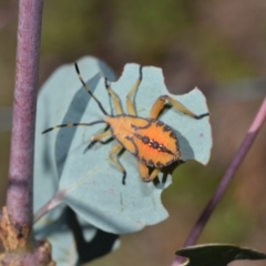 Amorbus rubiginosus at Dryandra St Woodland - 7 Feb 2024