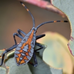 Amorbus rubiginosus at Dryandra St Woodland - 7 Feb 2024