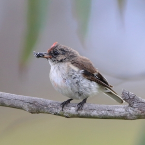 Petroica goodenovii at Kama - 6 Feb 2024 01:26 PM