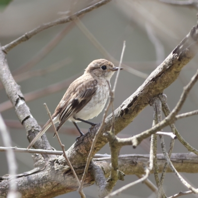 Petroica goodenovii (Red-capped Robin) at Molonglo River Reserve - 6 Feb 2024 by Trevor