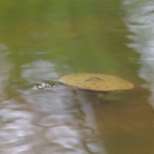 Chelodina longicollis at Kama - 6 Feb 2024