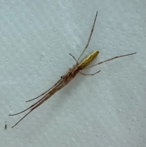 Tetragnatha sp. (genus) at Parkes, ACT - 7 Feb 2024