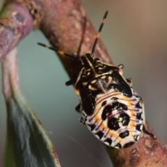 Oechalia schellenbergii (Spined Predatory Shield Bug) at Dryandra St Woodland - 7 Feb 2024 by DianneClarke