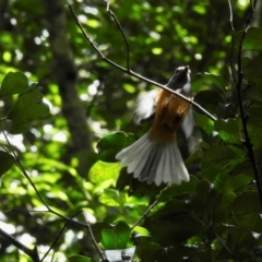 Monarcha melanopsis (Black-faced Monarch) at Macquarie Pass - 6 Feb 2024 by GlossyGal