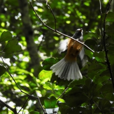 Monarcha melanopsis (Black-faced Monarch) at Macquarie Pass, NSW - 6 Feb 2024 by GlossyGal