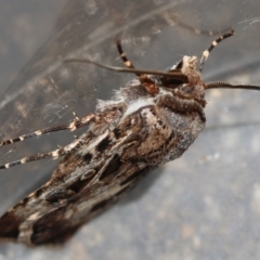 Agrotis munda at Hughes, ACT - 6 Feb 2024