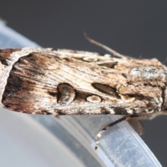 Agrotis munda at Hughes, ACT - 6 Feb 2024