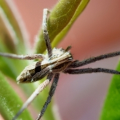 Argoctenus sp. (genus) (Wandering ghost spider) at Red Hill to Yarralumla Creek - 7 Feb 2024 by LisaH