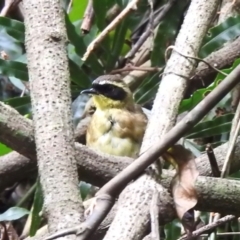 Neosericornis citreogularis (Yellow-throated Scrubwren) at Macquarie Pass, NSW - 7 Feb 2024 by GlossyGal