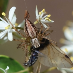 Oxyopes sp. (genus) (Lynx spider) at Red Hill to Yarralumla Creek - 7 Feb 2024 by LisaH