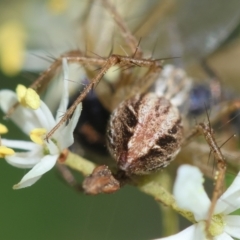 Oxyopes sp. (genus) at Red Hill to Yarralumla Creek - 7 Feb 2024