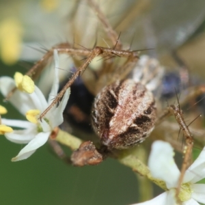 Oxyopes sp. (genus) at Red Hill to Yarralumla Creek - 7 Feb 2024