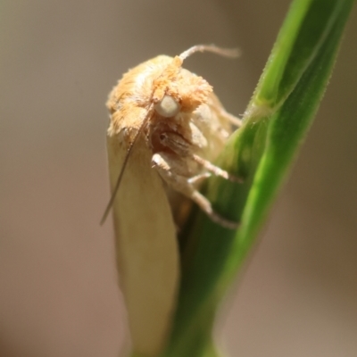 Lithosiini (tribe) (Footman) at Deakin, ACT - 7 Feb 2024 by LisaH