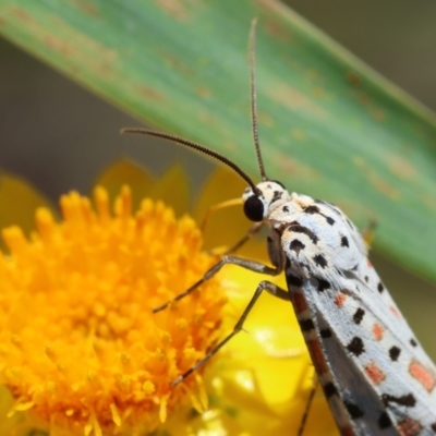 Utetheisa pulchelloides (Heliotrope Moth) at Red Hill to Yarralumla Creek - 7 Feb 2024 by LisaH