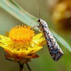 Utetheisa pulchelloides at Hughes Grassy Woodland - 7 Feb 2024 12:39 PM