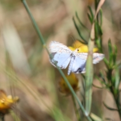 Utetheisa pulchelloides at Hughes Grassy Woodland - 7 Feb 2024