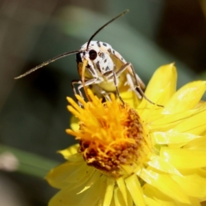 Utetheisa pulchelloides at Hughes Grassy Woodland - 7 Feb 2024