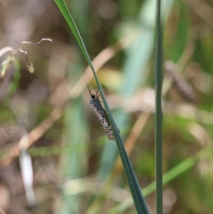 Utetheisa pulchelloides at Hughes Grassy Woodland - 7 Feb 2024