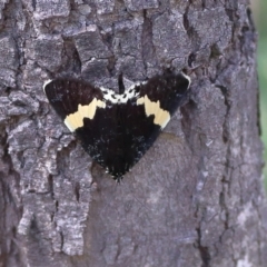 Eutrichopidia latinus (Yellow-banded Day-moth) at Molonglo River Reserve - 6 Feb 2024 by Trevor