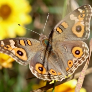 Junonia villida at Hughes Grassy Woodland - 7 Feb 2024