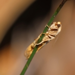 Scoliacma nana (Diminutive Footman) at Hughes Grassy Woodland - 7 Feb 2024 by LisaH