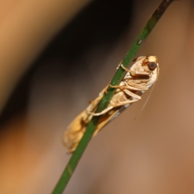 Scoliacma nana (Diminutive Footman) at Deakin, ACT - 7 Feb 2024 by LisaH