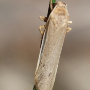 Scoliacma nana at Red Hill to Yarralumla Creek - 7 Feb 2024 01:03 PM