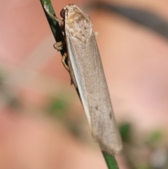 Scoliacma nana at Red Hill to Yarralumla Creek - 7 Feb 2024 01:03 PM