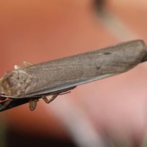 Scoliacma nana at Red Hill to Yarralumla Creek - 7 Feb 2024 01:03 PM